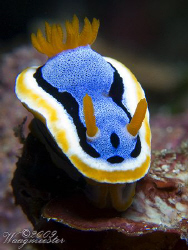 Annae on stage (Chromodoris annae) - Crystal Bay, Bali (C... by Marco Waagmeester 
